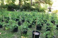 Our garden coming along quite nicely.