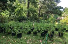 Well at least my garden is coming along just fine