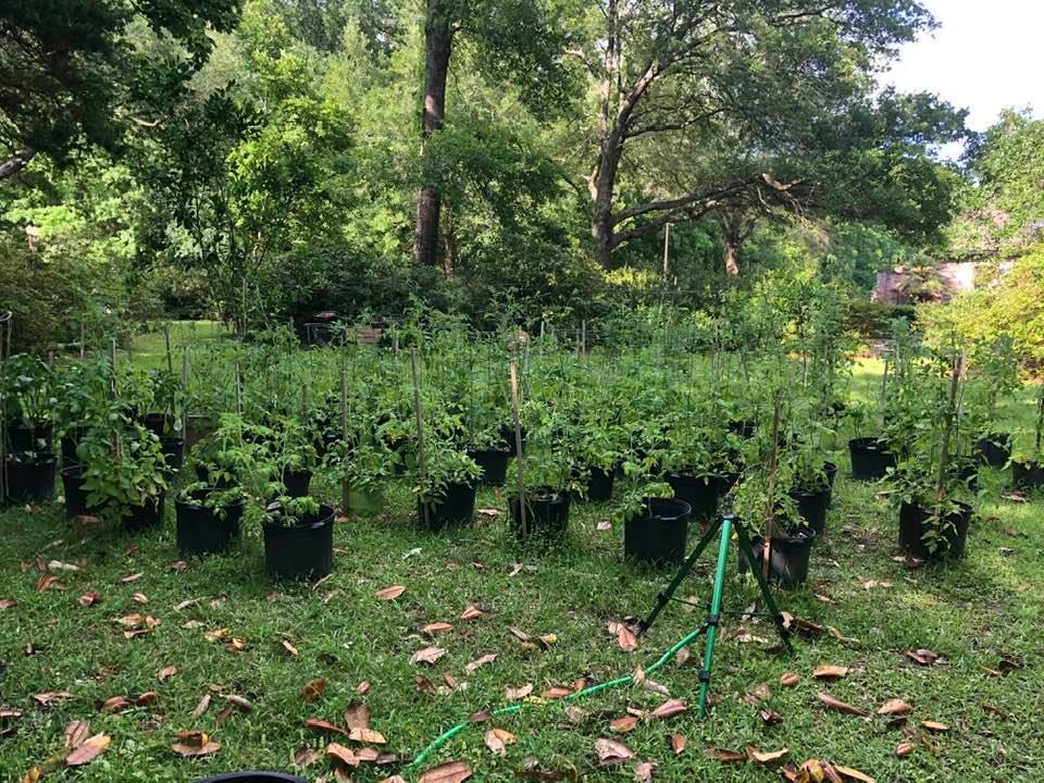 Well at least my garden is coming along just fine