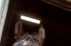 Gotta protect the animals as well!