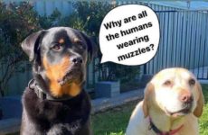 They didn't learn....