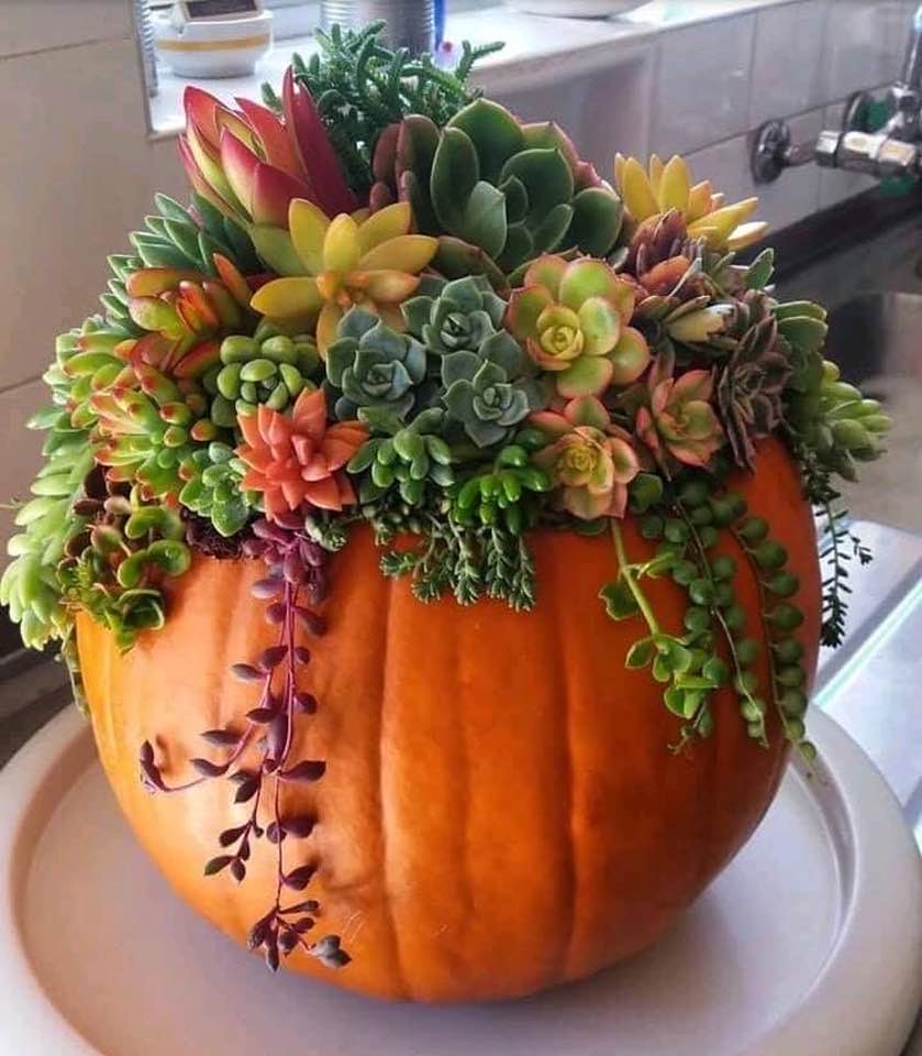 Succulent Pumpkin