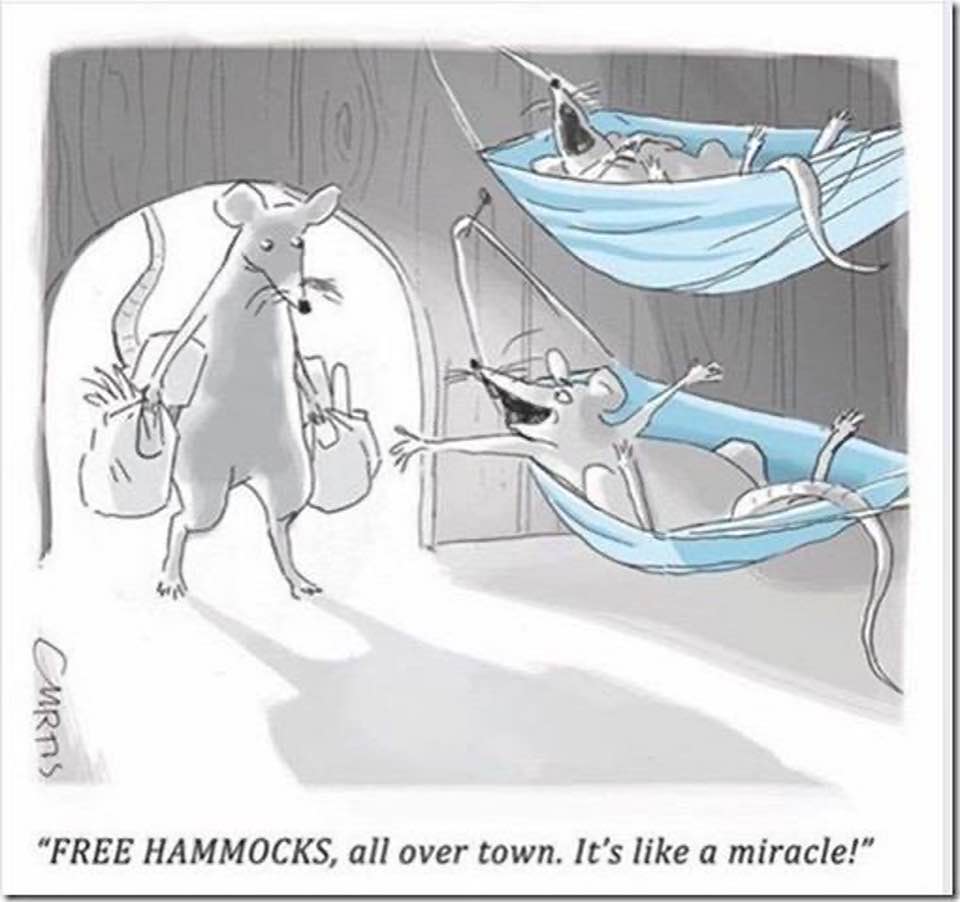 Free Hammocks...