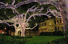 Christmas lights in Trees.