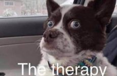 Poor Therapy Dog!