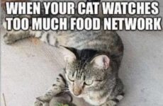 When your cat...