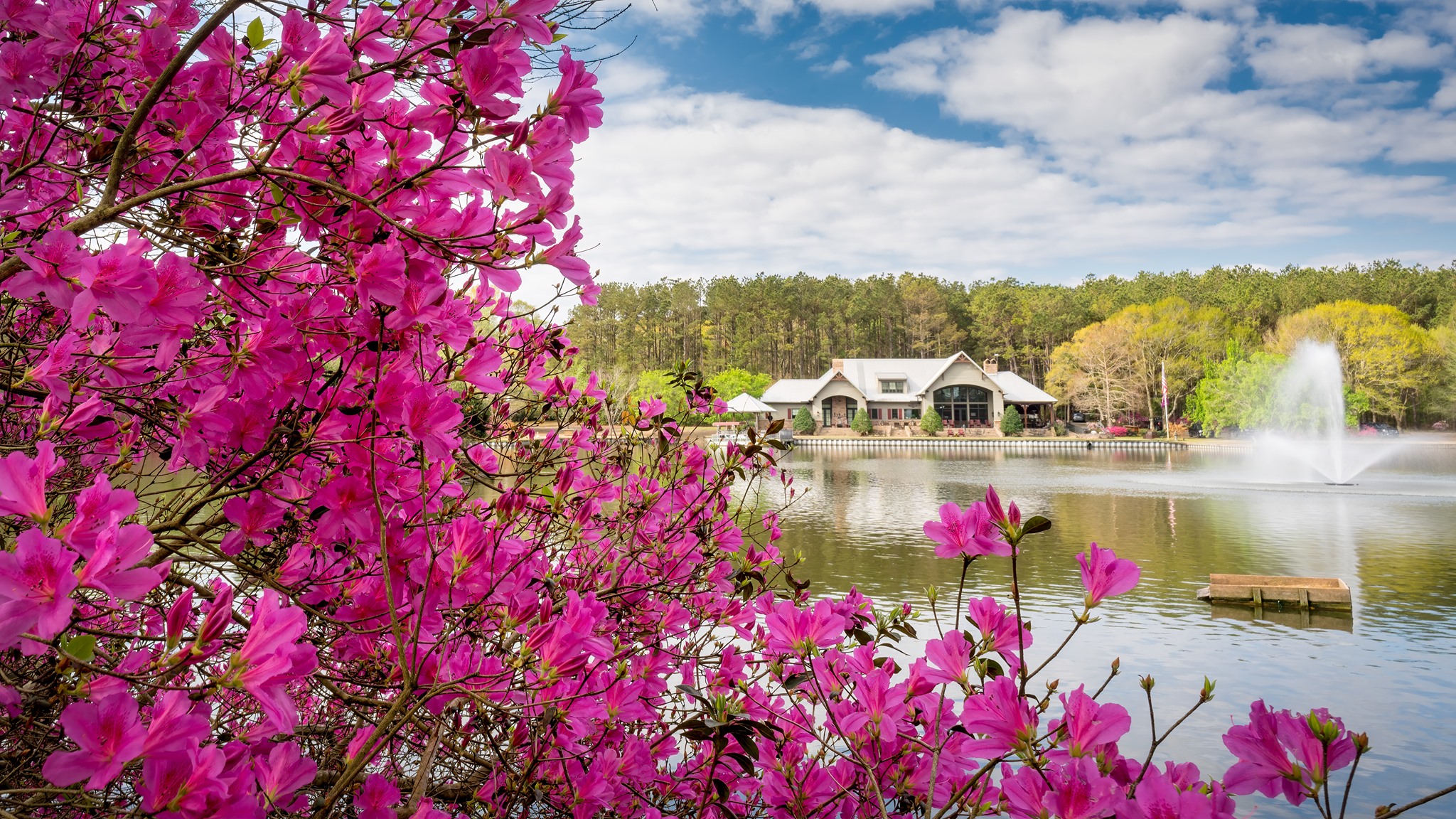 I am sure the rain will remove all the lovely azaleas!!!!!!!