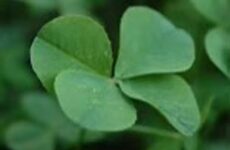 March is here, get your green on!