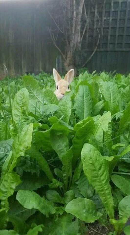 Peeping Bunny