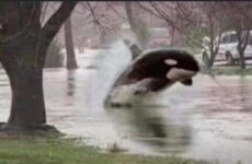 Yep a little too much rain. Causing confusion!