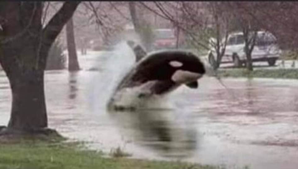 Yep a little too much rain. Causing confusion!