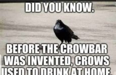 Did you know...