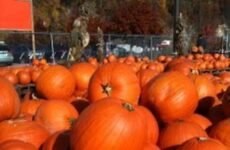 All the pumpkins in the patch