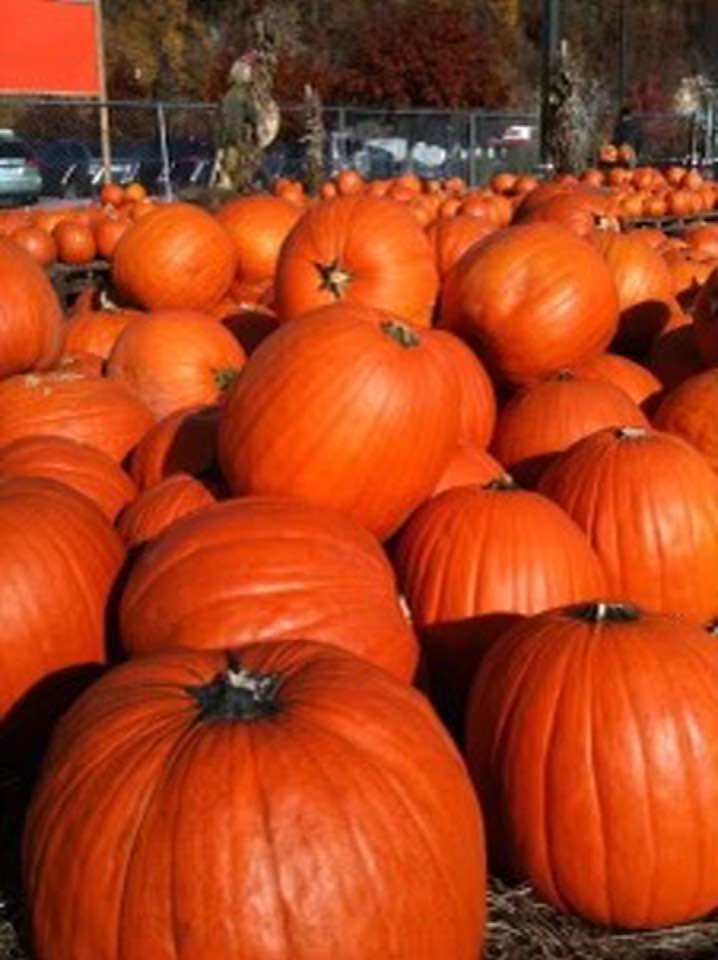 All the pumpkins in the patch