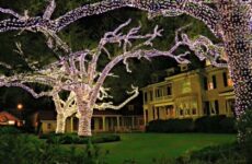 Christmas tree lights