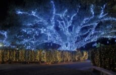 Lighting up New Orleans