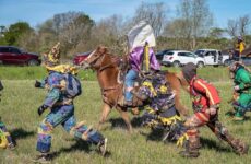 The chicken chase is on