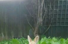 Guess what happens next!