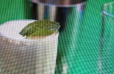 Shamrock Minty Shake