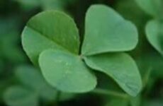 St. Paddy’s around the corner