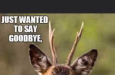 Just wanted to say goodbye,