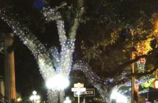 Oaks around St. Landry Parish Courthouse.