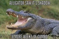 Alligator saw it's shadow..