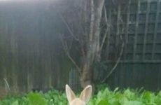 Guess what is coming soon!