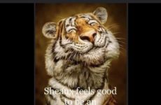 Sheaux feels good to be an LSU Tiger fan!!!