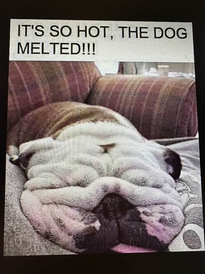 It's so hot, the dog melted!