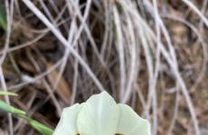 Took this picture of a flower in my yard,