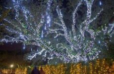 Sights of the season.