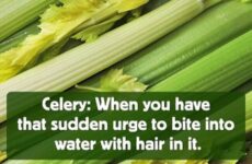 Celery