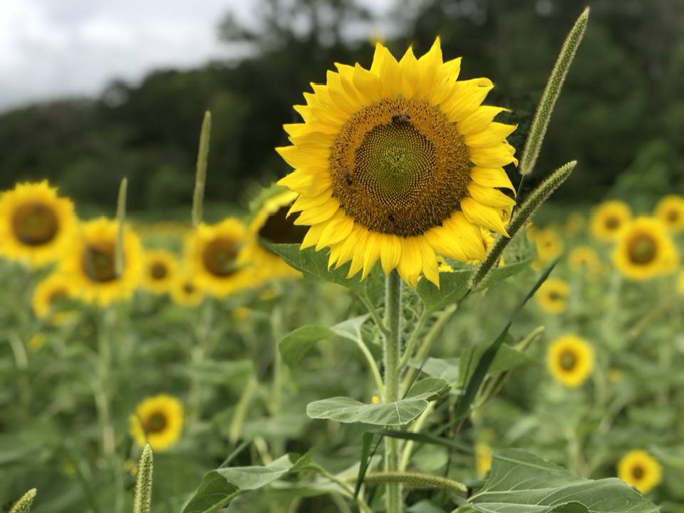 Sunflowers have been popping up this summer. Usually a fall flower. Enjoy