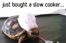 Just Bought A Slow Cooker...