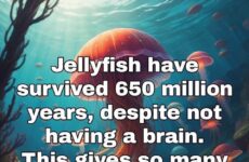 Jellyfish have survived....