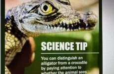 Science Tip