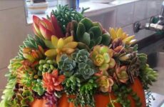 Beautiful Succulents