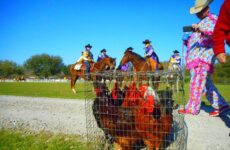 The Courir de Mardi Gras