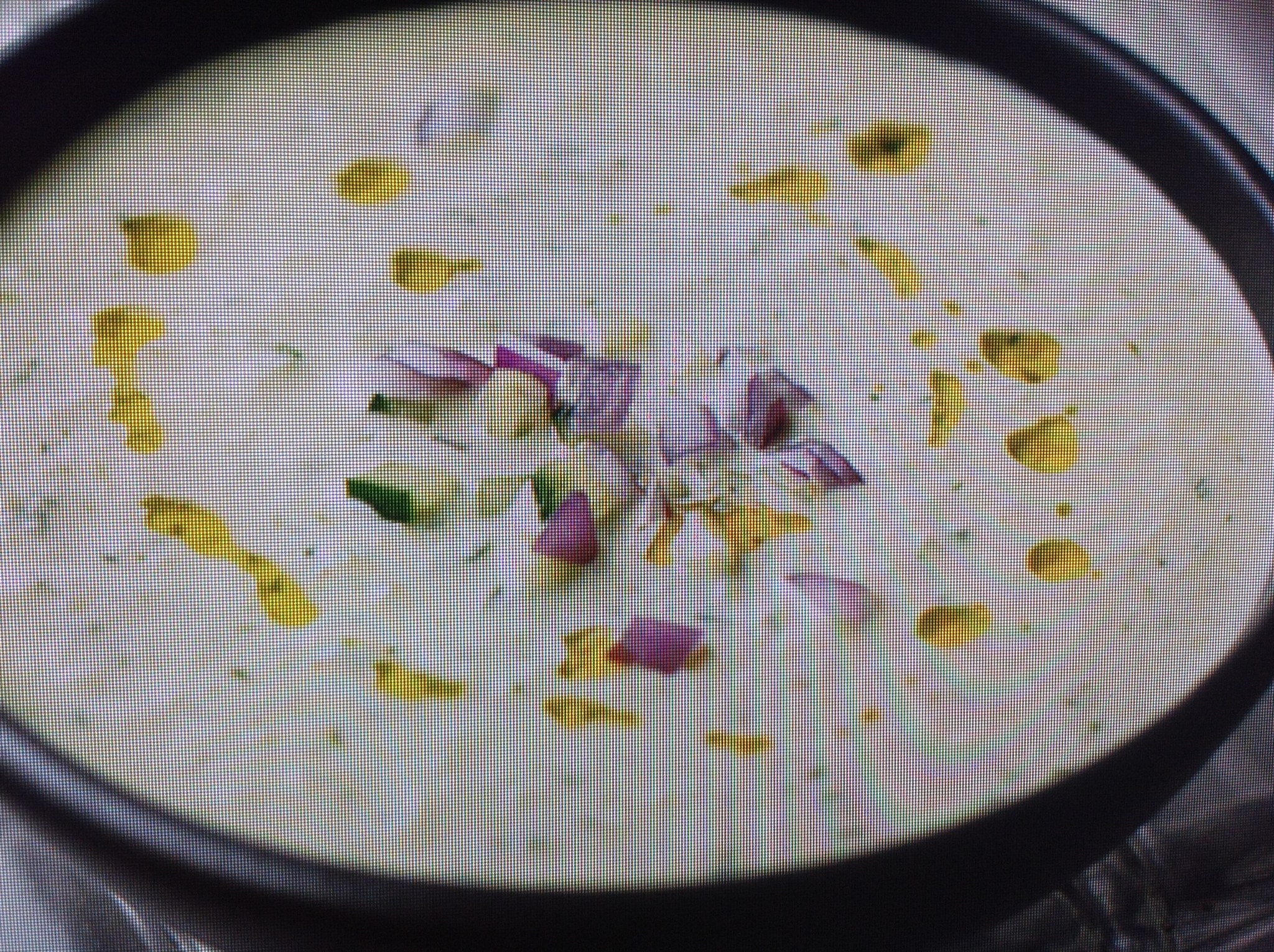 CHILLED CUCUMBER SOUP